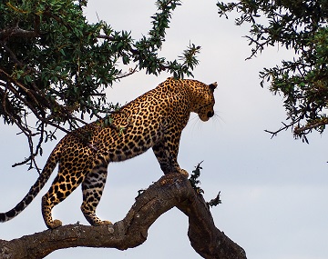 2-days-lake-manyara-national-park-and-ngrorongoro 